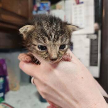 Timmy -  Domestic Short Hair Cat Available for Adoption in Fulton, Missouri - Timmy | PetCurious