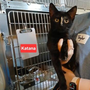 Artemis C11991 -  Domestic Short Hair Cat for Adoption - Artemis C11991 | PetCurious