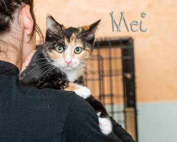 Domestic Short Hair Cats Available for Adoption in Somerset, Pennsylvania - Mei | PetCurious