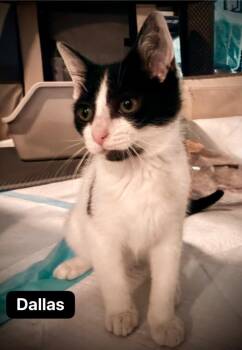 Dallas -  Domestic Short Hair Cat for Adoption in Johnson City, Tennessee - Dallas | PetCurious