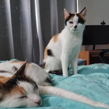 Harley Frost -  Domestic Short Hair Cat for Adoption in Eagle Mountain, Utah - Harley Frost | PetCurious