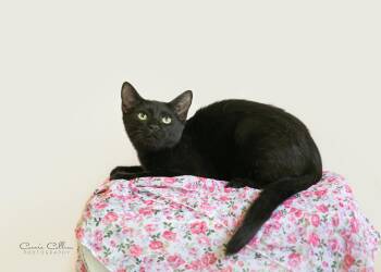 Kris -  Domestic Short Hair Cat for Adoption in Birmingham, Alabama - Kris | PetCurious