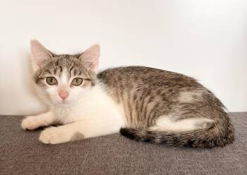 Domestic Short Hair Cats Available for Adoption in Rochester, Indiana - Natalie | PetCurious