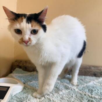 Trixie -  Domestic Short Hair Cat for Adoption in Corinth, Mississippi - Trixie | PetCurious