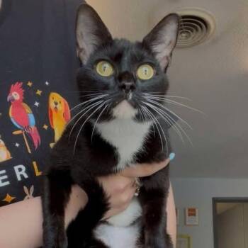 Ramona -  Domestic Short Hair Cat for Adoption in Edwardsville, Illinois - Ramona | PetCurious