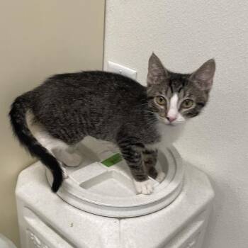 Fajita -  Domestic Short Hair Cat for Adoption in Garfield, Arkansas - Fajita | PetCurious