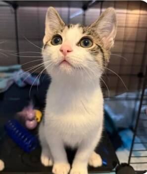 Finch -  Domestic Short Hair Cat for Adoption in Reeseville, Wisconsin - Finch | PetCurious
