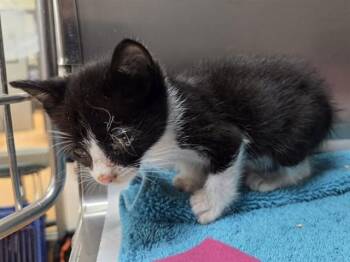 STEVIE -  Domestic Short Hair Cat for Adoption in Martinez, California - STEVIE | PetCurious