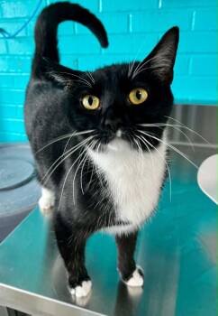Stormy -  Domestic Short Hair Cat for Adoption in Moundsville, West Virginia - Stormy | PetCurious