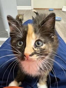 SPECKLE -  Domestic Short Hair Cat for Adoption in Omaha, Nebraska - SPECKLE | PetCurious