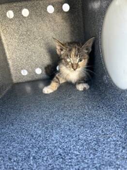 Rescue Domestic Short Hair Cats for Adoption in Fort Worth, Texas - 59698532 | PetCurious