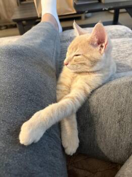 Lasso -  Domestic Short Hair Cat for Adoption in Richmond, Virginia - Lasso | PetCurious