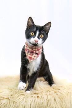Rescue Domestic Short Hair Cats for Adoption in Hot Springs Village, Arkansas - Eagle | PetCurious