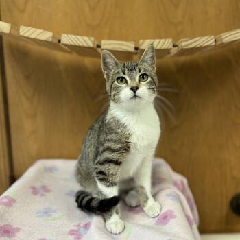 Thumbelina -  Domestic Short Hair Cat for Adoption in Fargo, North Dakota - Thumbelina | PetCurious