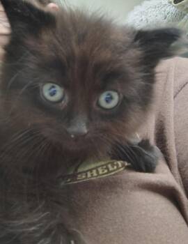 Flora -  Domestic Long Hair Cat for Adoption in Saint Clairsville, Ohio - Flora | PetCurious