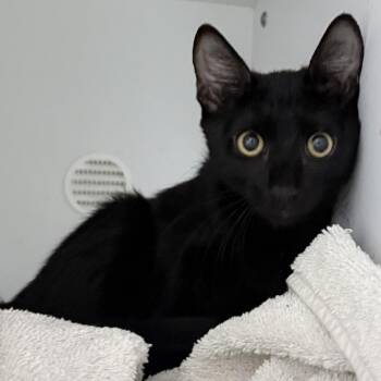 Dolly-4668 -  Domestic Short Hair Cat for Adoption in Tyler, Texas - Dolly-4668 | PetCurious