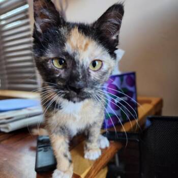 Stella -  Domestic Short Hair Cat for Adoption in Albuquerque, New Mexico - Stella | PetCurious