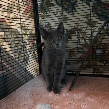 Wasabi -  Domestic Short Hair Cat for Adoption in Fort Collins, Colorado - Wasabi | PetCurious