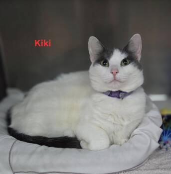 Rescue Domestic Short Hair Cats for Adoption in Martinsburg, West Virginia - Kiki | PetCurious