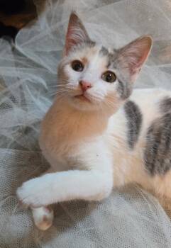 Kendra -  Domestic Short Hair Cat Available for Adoption in Sioux Falls, South Dakota - Kendra | PetCurious