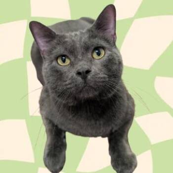 Shadow (Chow Hound Grand Haven) -  Domestic Short Hair Cat for Adoption in West Olive, Michigan - Shadow (Chow Hound Grand Haven) | PetCurious