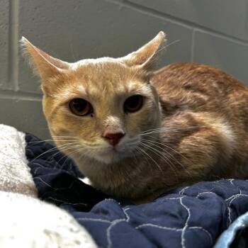 Merry -  Domestic Short Hair Cat for Adoption in Jackson, Michigan - Merry | PetCurious