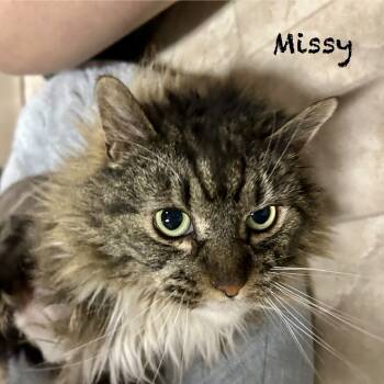 Rescue Domestic Medium Hair Cats for Adoption in Hannibal, Missouri - Missy | PetCurious
