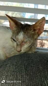 Julius -  Domestic Short Hair Cat for Adoption in Spring Hill, Florida - Julius | PetCurious