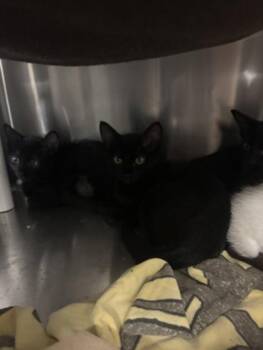 Artpop -  Domestic Short Hair Cat for Adoption in Santa Rosa, California - Artpop | PetCurious