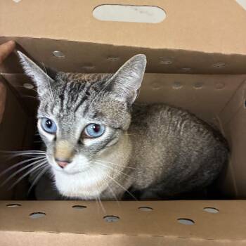 Domestic Short Hair Cats Available for Adoption in Pasadena, California - Oliver | PetCurious