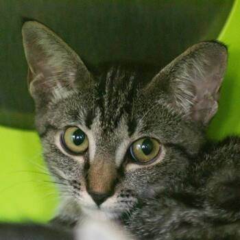 Emmy -  Domestic Short Hair Cat for Adoption in Middletown, Rhode Island - Emmy | PetCurious