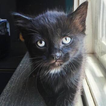Rosalía -  Domestic Short Hair Cat for Adoption in Asheville, North Carolina - Rosalía | PetCurious