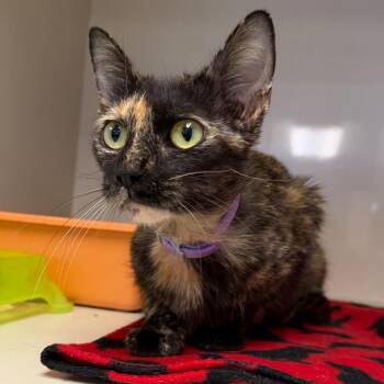 Ulta -  Domestic Short Hair Cat for Adoption in Edwardsville, Illinois - Ulta | PetCurious
