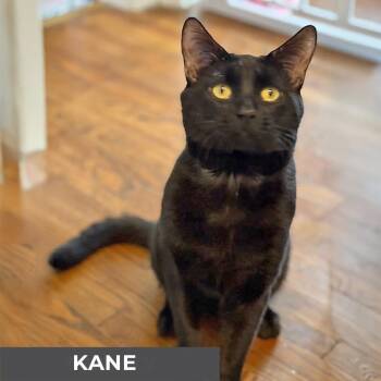 Rescue Domestic Short Hair Cats for Adoption in Toronto, Ontario - Kane | PetCurious