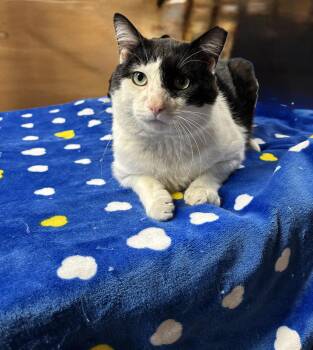 ODIE -  Tuxedo Cat for Adoption in Shakespeare, Ontario - ODIE | PetCurious
