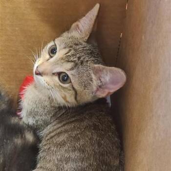 BARRACUDA -  Domestic Short Hair Cat for Adoption in San Antonio, Texas - BARRACUDA | PetCurious