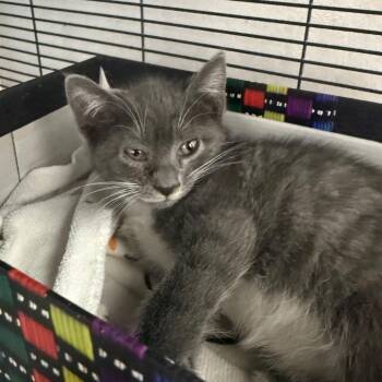 Pancake -  Domestic Short Hair Cat Available for Adoption in Desert Hot Springs, California - Pancake | PetCurious