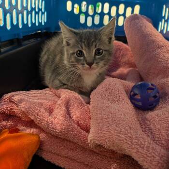 Rescue Domestic Short Hair Cats for Adoption in Chattanooga, Tennessee - Hamtaro | PetCurious