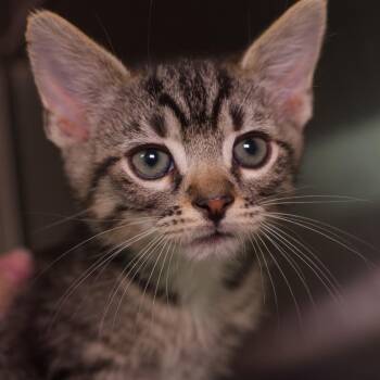 Mexico (and Brazil) -  Domestic Short Hair Cat for Adoption in Seattle, Washington - Mexico (and Brazil) | PetCurious