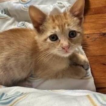 Rescue American Shorthair Cats for Adoption in Belmont, North Carolina - Rocky | PetCurious