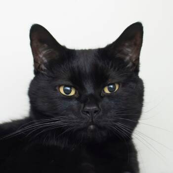 Rescue Domestic Short Hair Cats for Adoption in Middletown, Rhode Island - Bubbles | PetCurious