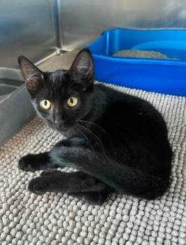 Bean -  Domestic Short Hair Cat for Adoption in Maryville, Missouri - Bean | PetCurious