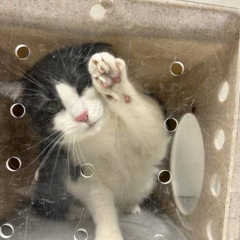 Waddie -  Domestic Short Hair Cat for Adoption in Reno, Nevada - Waddie | PetCurious