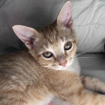 Tiny Tim -  Domestic Short Hair Cat for Adoption in Davenport, Iowa - Tiny Tim | PetCurious