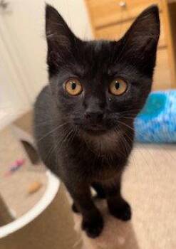 Mary Joe -  Domestic Short Hair Cat for Adoption in Walled Lake, Michigan - Mary Joe | PetCurious