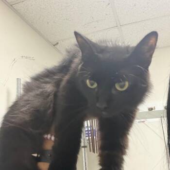 Solar -  Domestic Short Hair Cat for Adoption in Philadelphia, Pennsylvania - Solar | PetCurious