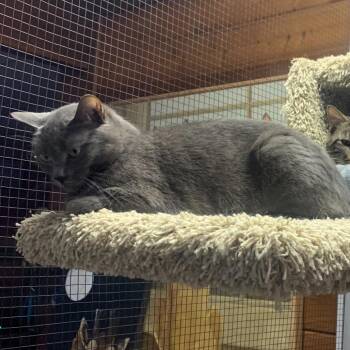 Piper -  Domestic Short Hair Cat for Adoption in Grass Valley, California - Piper | PetCurious