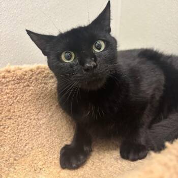Lilah -  Domestic Short Hair Cat for Adoption in Fall River, Massachusetts - Lilah | PetCurious