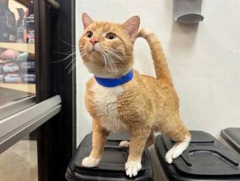 Domestic Short Hair Cats Available for Adoption - ORANGE JULIUS | PetCurious