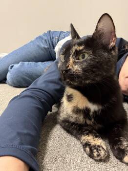 Ember -  Domestic Short Hair Cat for Adoption in Albany, New York - Ember | PetCurious